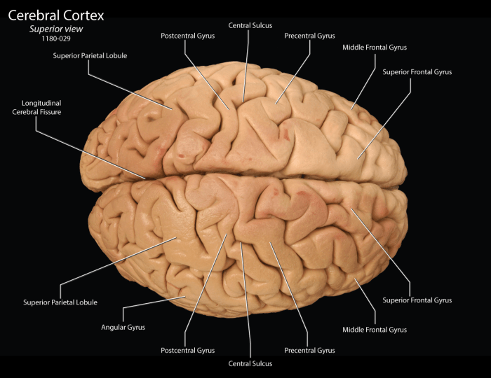 Superior view of the brain labeled