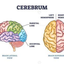 Superior view of the brain labeled