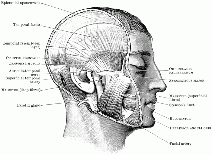 Mastication mechanism temporomandibular nerve