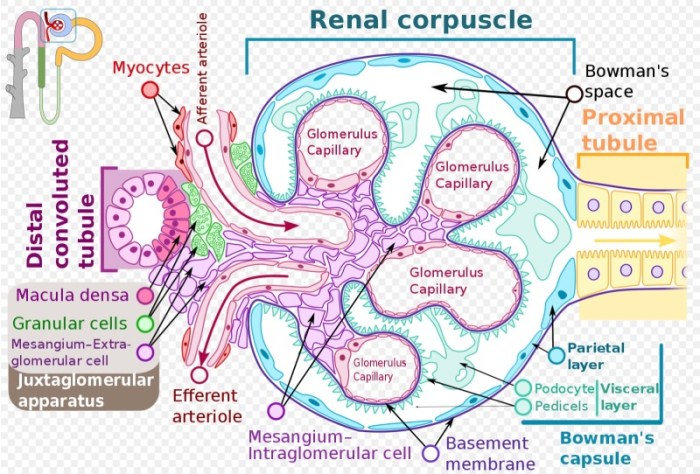 Labeled capsule bowman renal afferent arteriole efferent glomerulus corpuscle