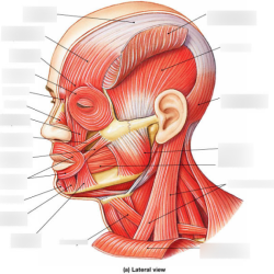 Anatomy muscle superficial jaw chewing cnx physiology openstax