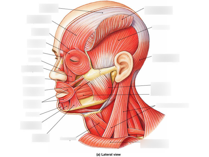 Anatomy muscle superficial jaw chewing cnx physiology openstax