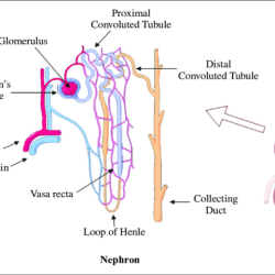 Glomerulus renal corpuscle urinary system thick nephrotic syndromes diagram diabetic nephropathy