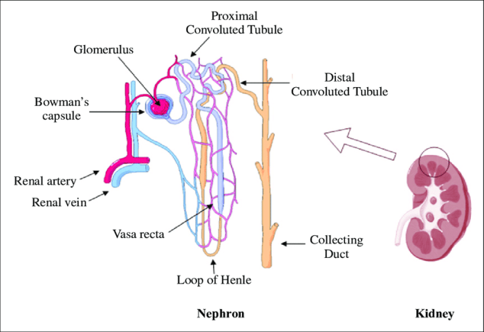 Glomerulus renal corpuscle urinary system thick nephrotic syndromes diagram diabetic nephropathy