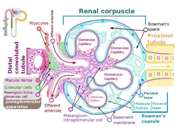 Correctly label the following parts of a renal corpuscle.