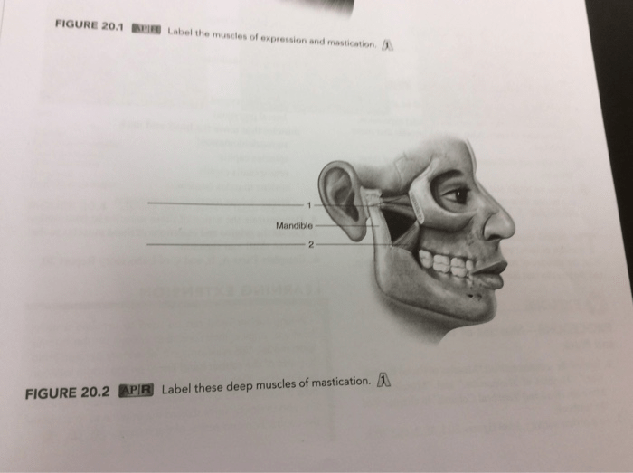 Label the muscles of expression and mastication