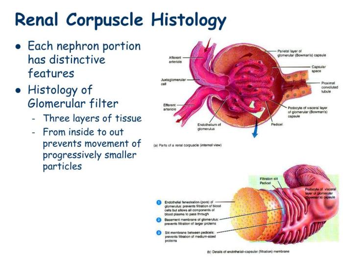 Correctly label the following parts of a renal corpuscle.