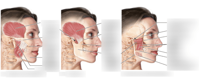 Label the muscles of expression and mastication